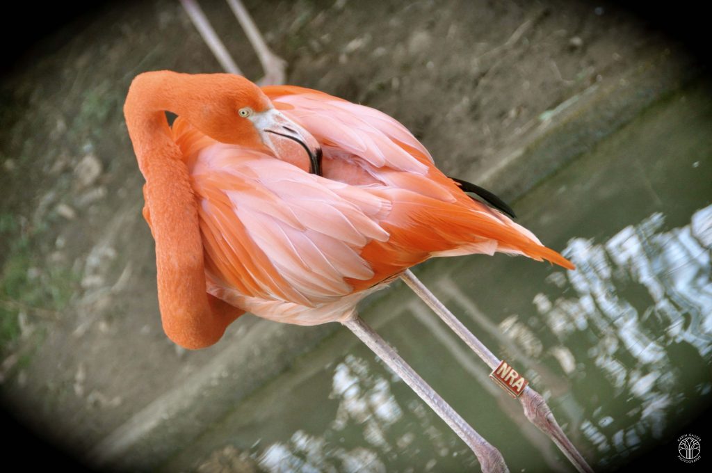 Wien Zoo, Schönbrunn Flamingo (0116)